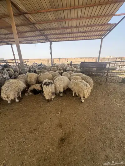 ضحايا للبيع العدد 22 طيبه وشحم العمر فوق 7 شهور 0