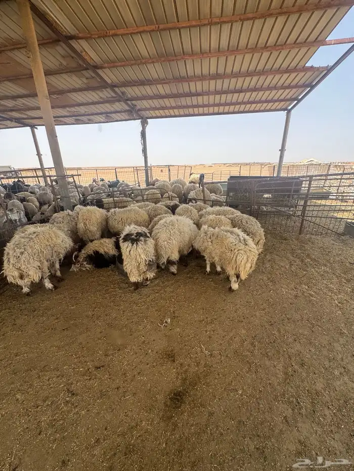 ضحايا للبيع العدد 22 طيبه وشحم العمر فوق 7 شهور 0