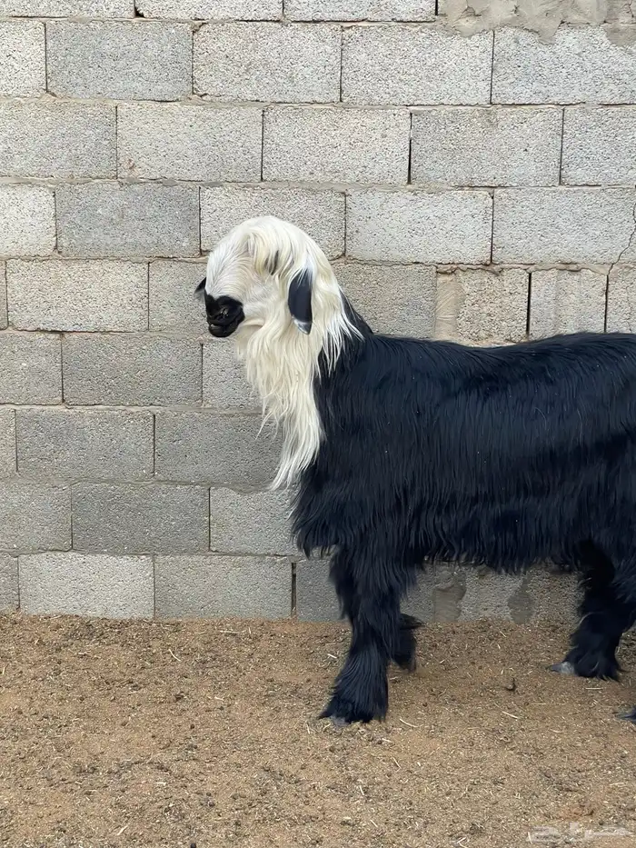 طلي فاخر نجدي ادغم - دغم 3