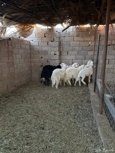 طليان ورخال ضحايا جمله وتفريد من انتاج مراحي الخاص 33