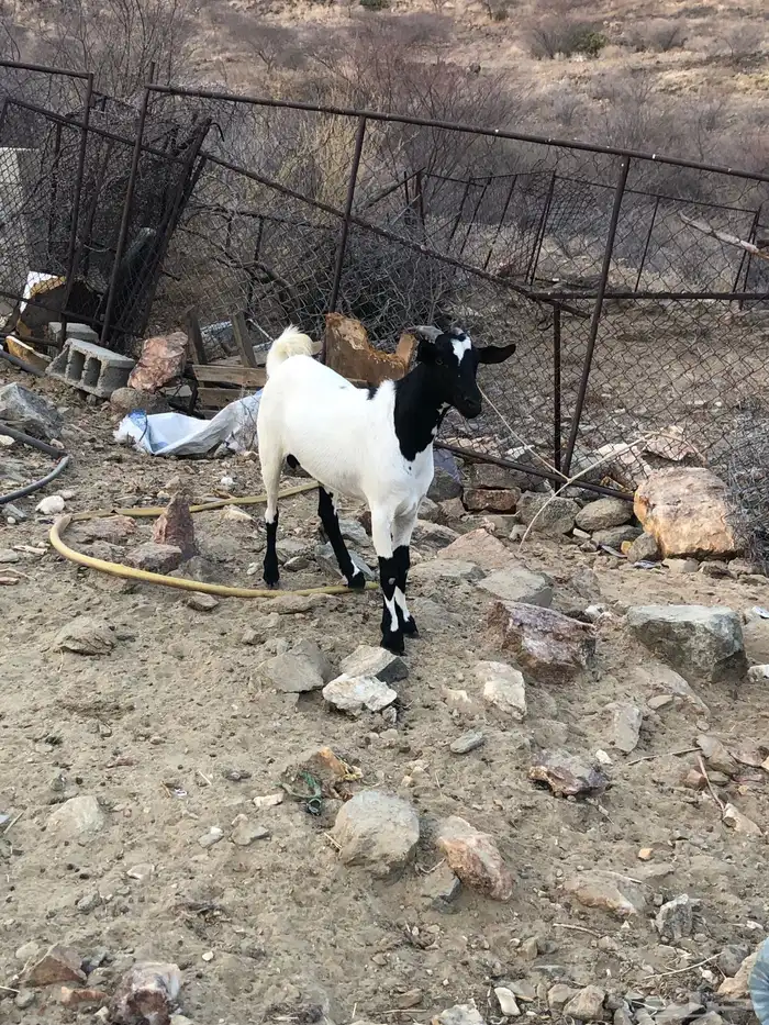 تيس ثني للبيع 0