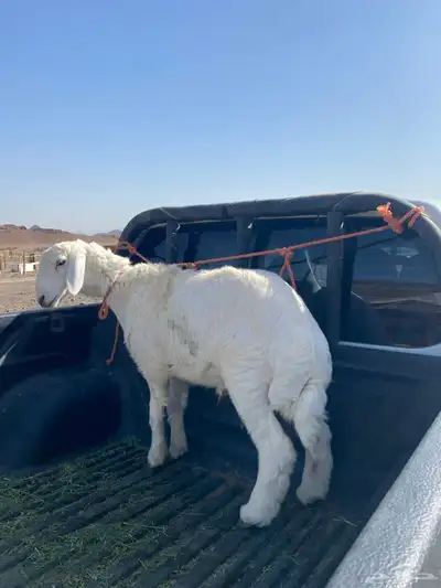 خروف تم البيع 1
