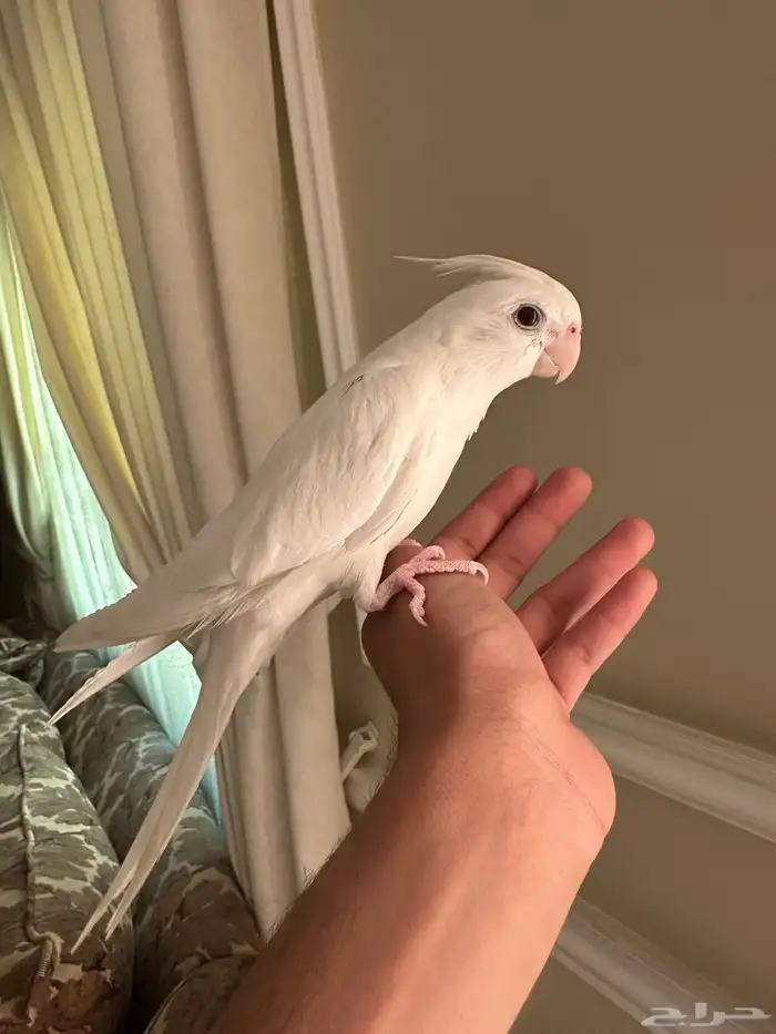 كروان البينو متكلم 4