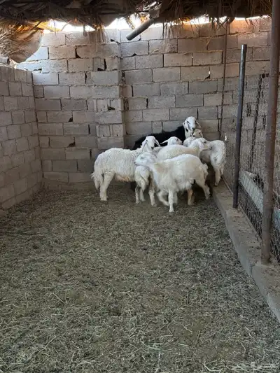 طليان ورخال ضحايا جمله وتفريد من انتاج مراحي الخاص 18