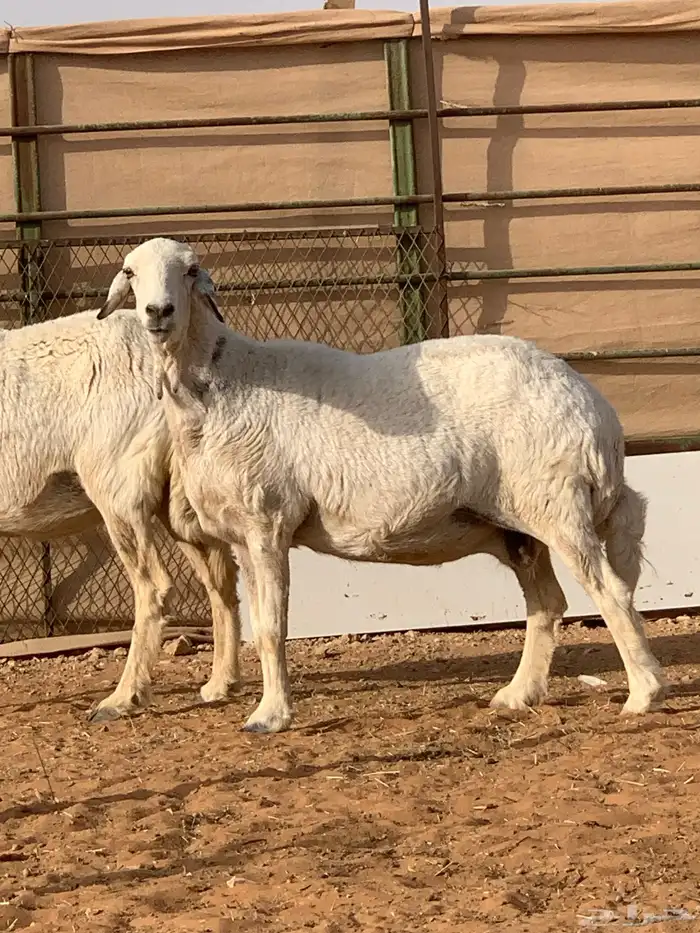 شاه حريه دافع 5