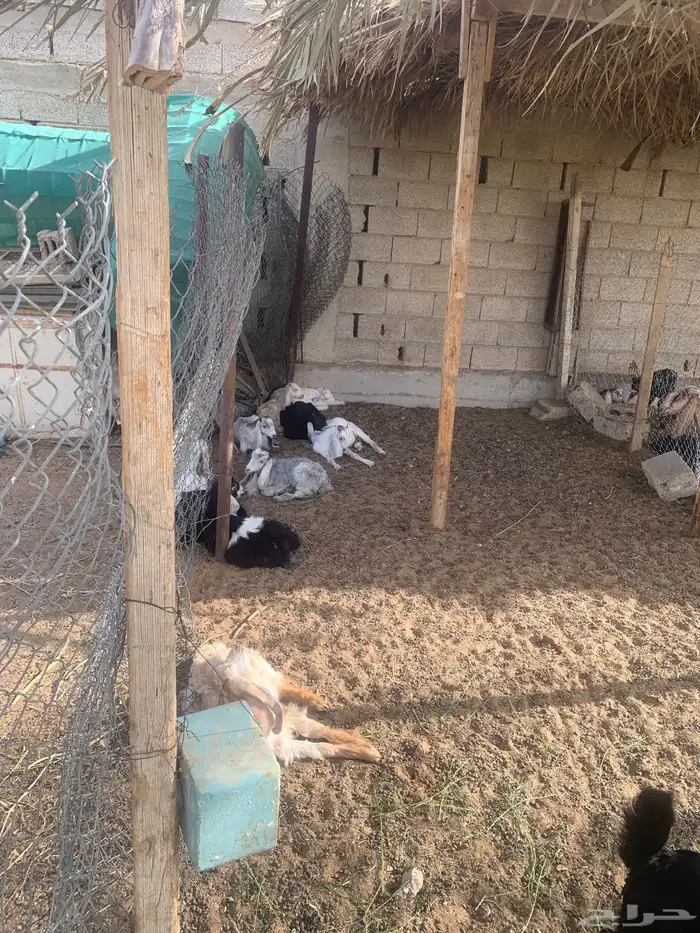 جفار و تيوس اعمار 3 اشهر 0