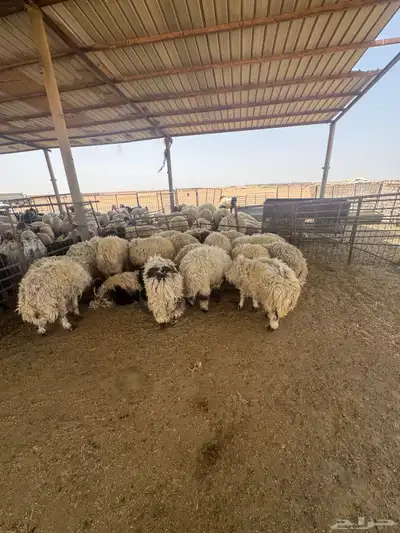 ضحايا للبيع العدد 22 طيبه وشحم العمر فوق 7 شهور 1