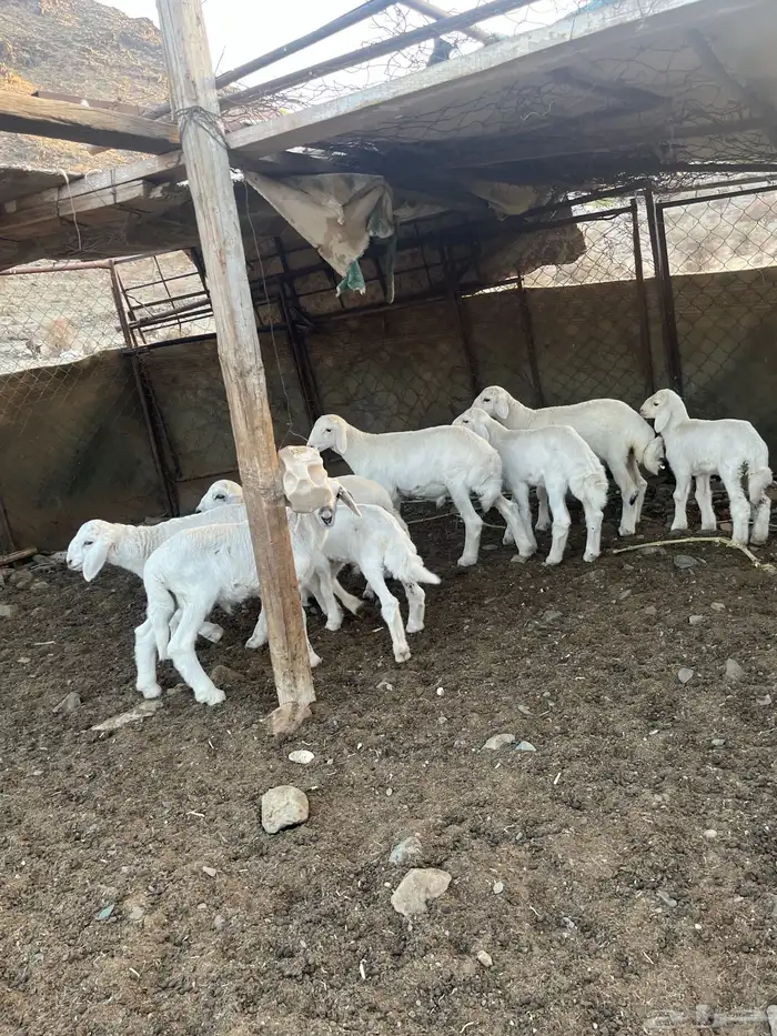 طليان طيبه ( تم البيع ) 4