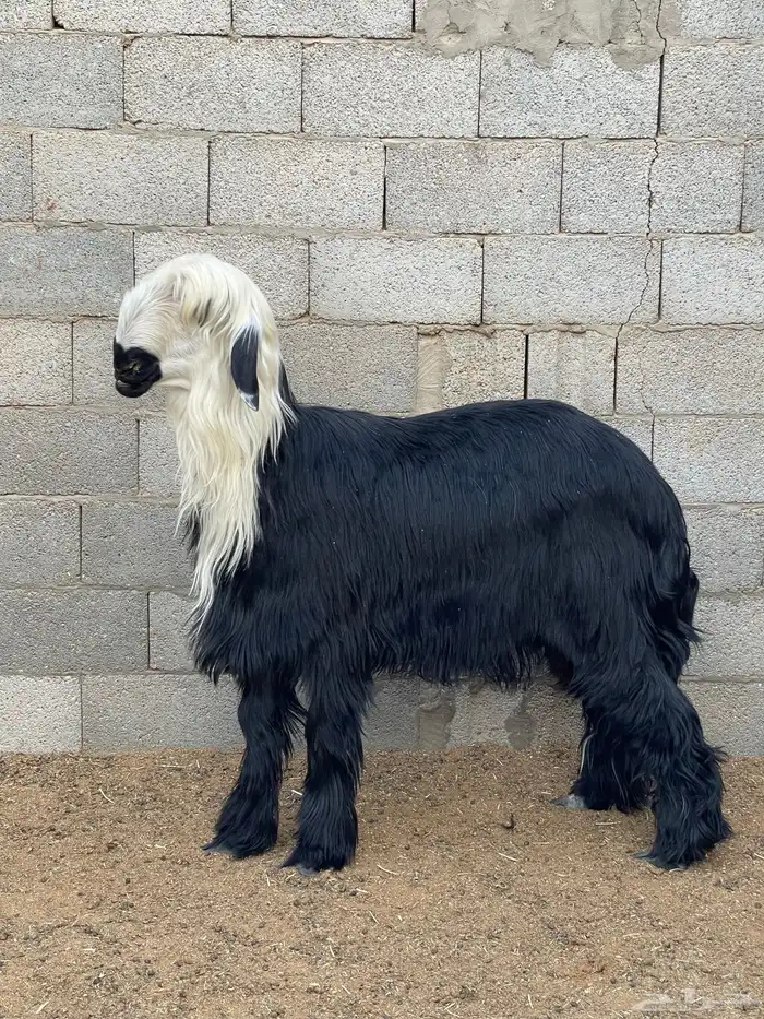 طلي فاخر نجدي ادغم - دغم 2