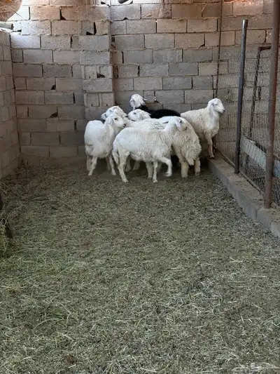 طليان ورخال ضحايا جمله وتفريد من انتاج مراحي الخاص 40