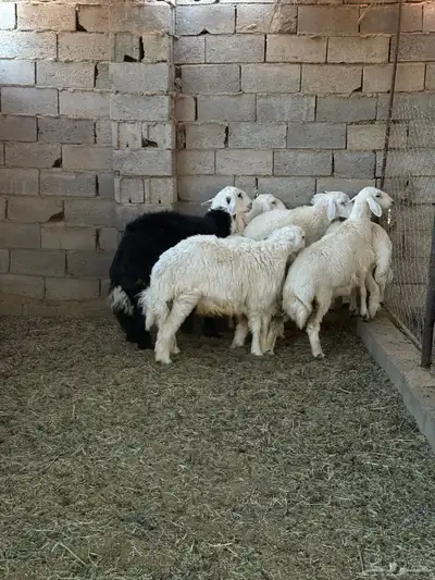 طليان ورخال ضحايا جمله وتفريد من انتاج مراحي الخاص 15