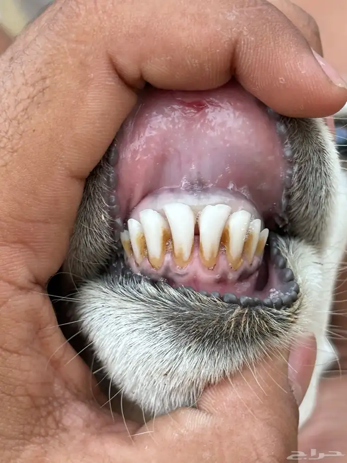 ( تم البيع ) رخل 0