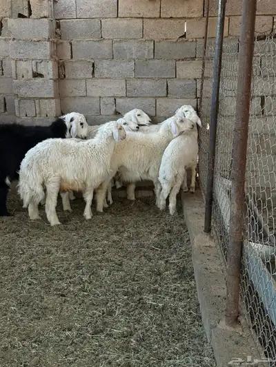 طليان ورخال ضحايا جمله وتفريد من انتاج مراحي الخاص 26
