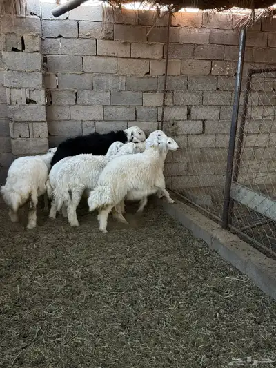 طليان ورخال ضحايا جمله وتفريد من انتاج مراحي الخاص 1