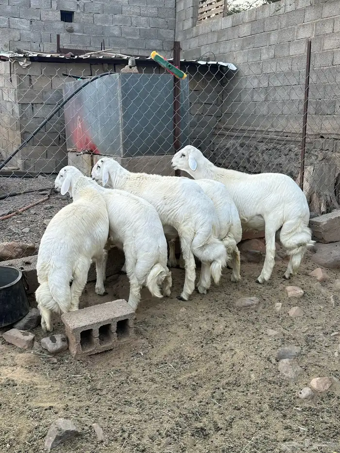 اضاحي فل شحم واكلها نظيف ( تم البيع ) 0