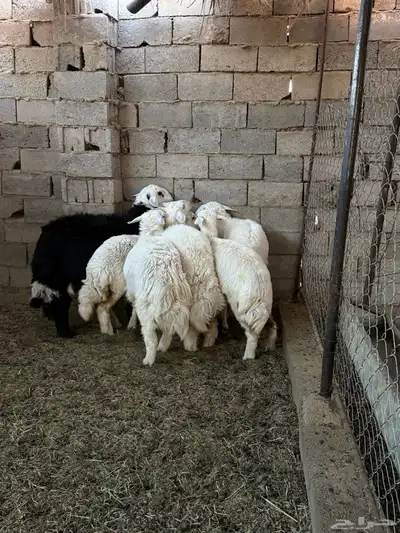 طليان ورخال ضحايا جمله وتفريد من انتاج مراحي الخاص 5
