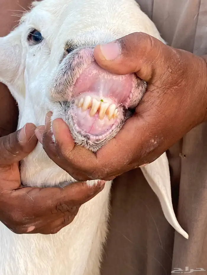 طلي حري فاخر من الاخر جذع صنف وناهي ( انباع خارج الموقع ) 8