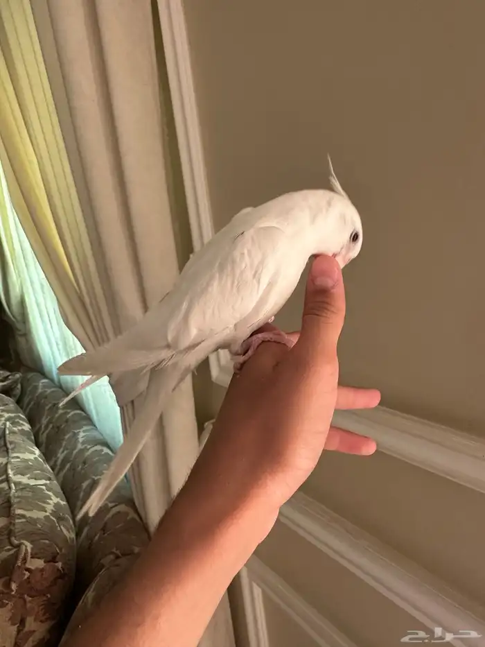 كروان البينو متكلم 3