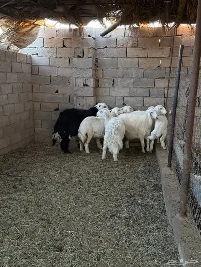 طليان ورخال ضحايا جمله وتفريد من انتاج مراحي الخاص 25