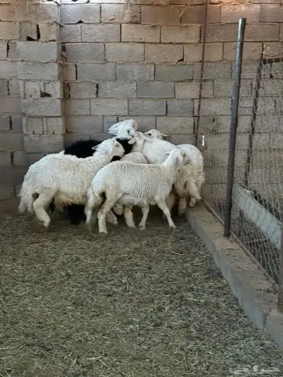 طليان ورخال ضحايا جمله وتفريد من انتاج مراحي الخاص 17