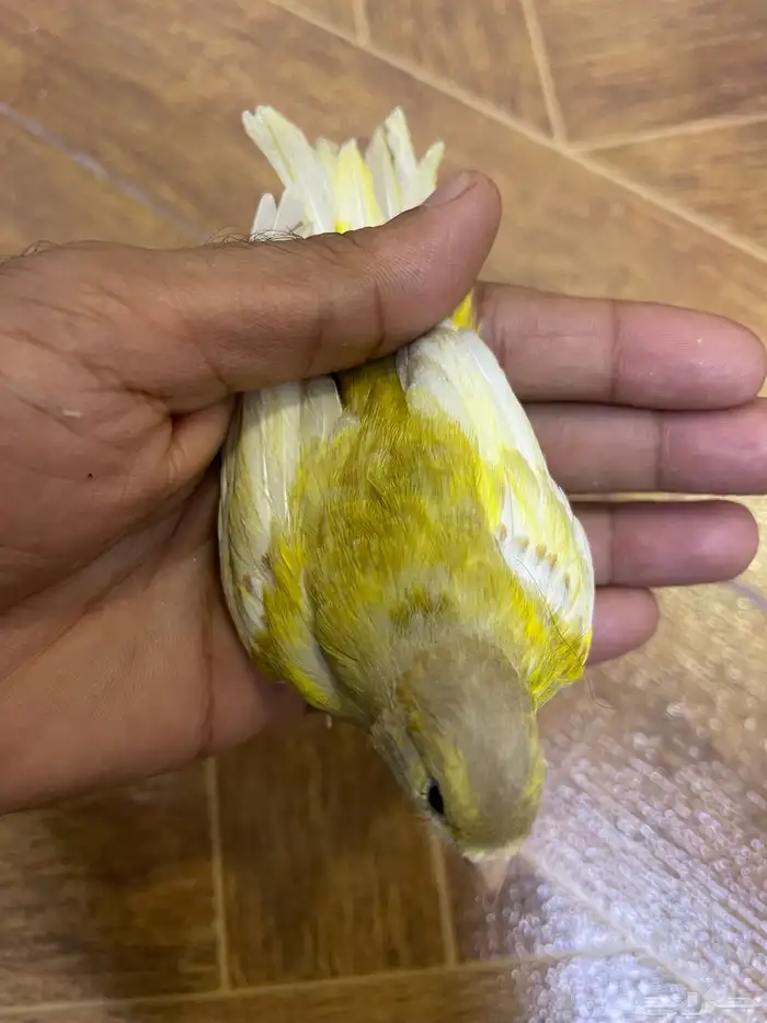 كناري انثه 2
