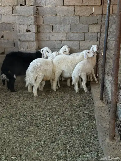 طليان ورخال ضحايا جمله وتفريد من انتاج مراحي الخاص 27