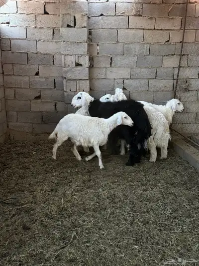 طليان ورخال ضحايا جمله وتفريد من انتاج مراحي الخاص 6