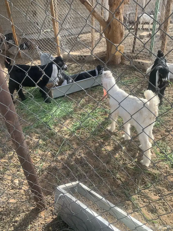 جفار و تيوس اعمار 3 اشهر 3