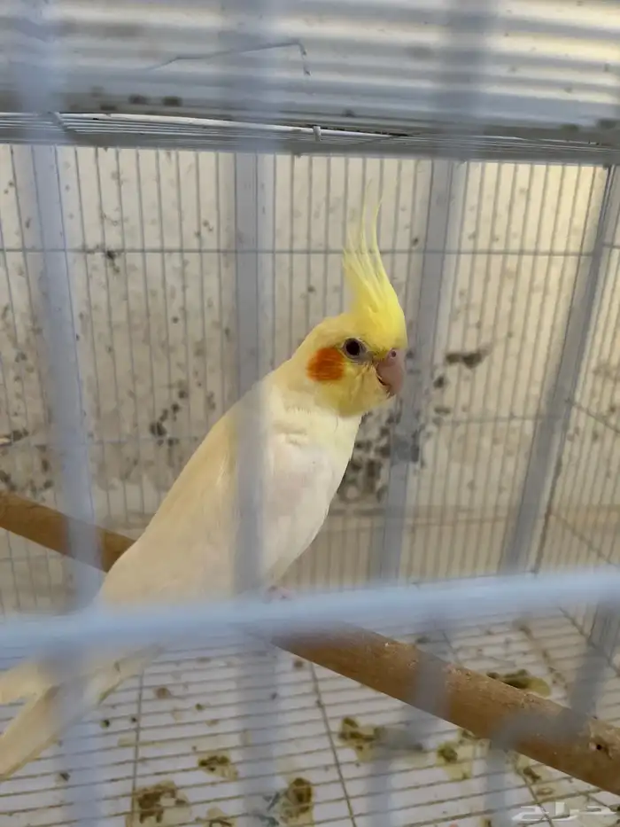 جوز كروان منتج 2