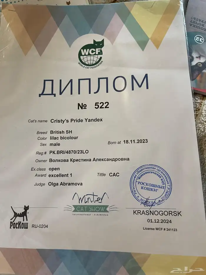 فندقة تزاوج جامبو بطل مرتين في روسيا يتوفر دفع تمارا وتابي 1