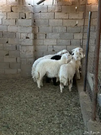 طليان ورخال ضحايا جمله وتفريد من انتاج مراحي الخاص 38