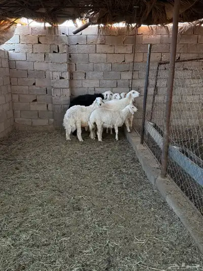 طليان ورخال ضحايا جمله وتفريد من انتاج مراحي الخاص 13