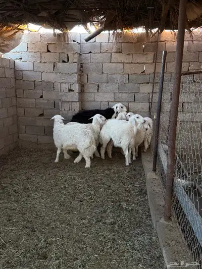 طليان ورخال ضحايا جمله وتفريد من انتاج مراحي الخاص 22