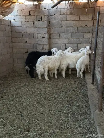 طليان ورخال ضحايا جمله وتفريد من انتاج مراحي الخاص 28