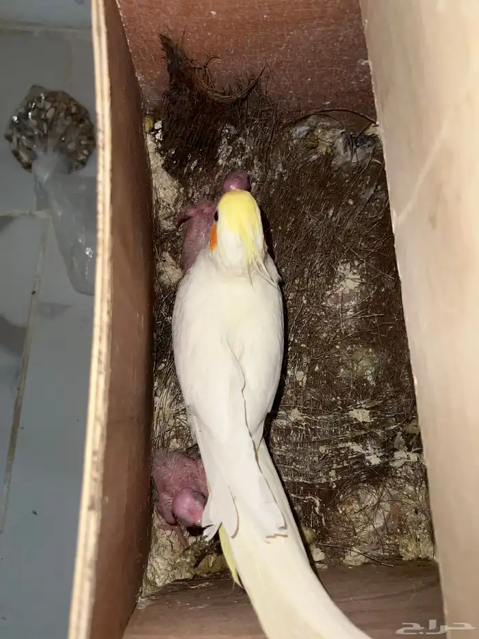 جوز كروان منتج 3