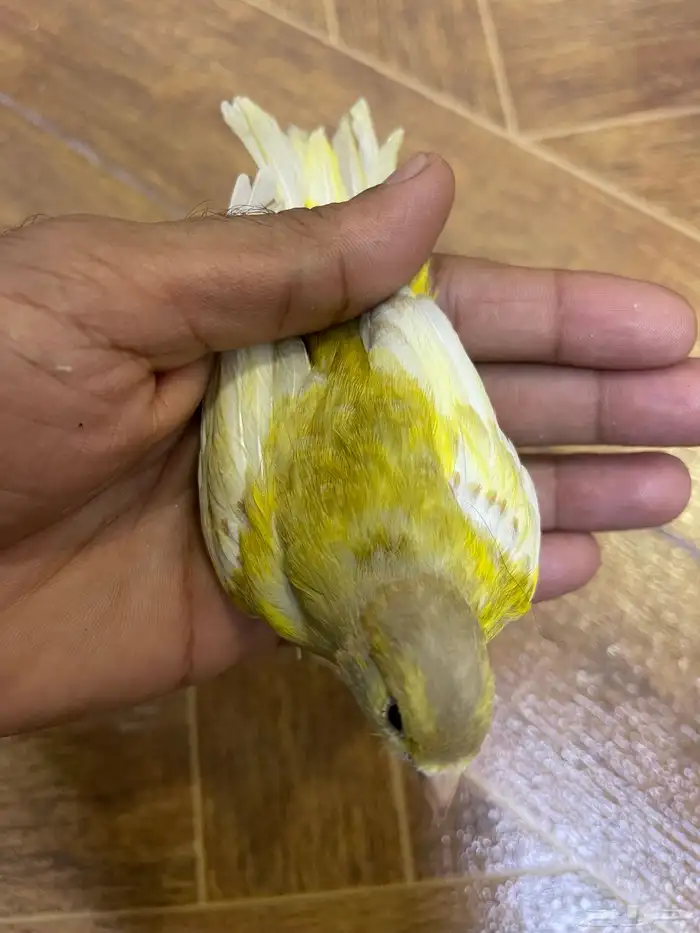كناري انثه 0