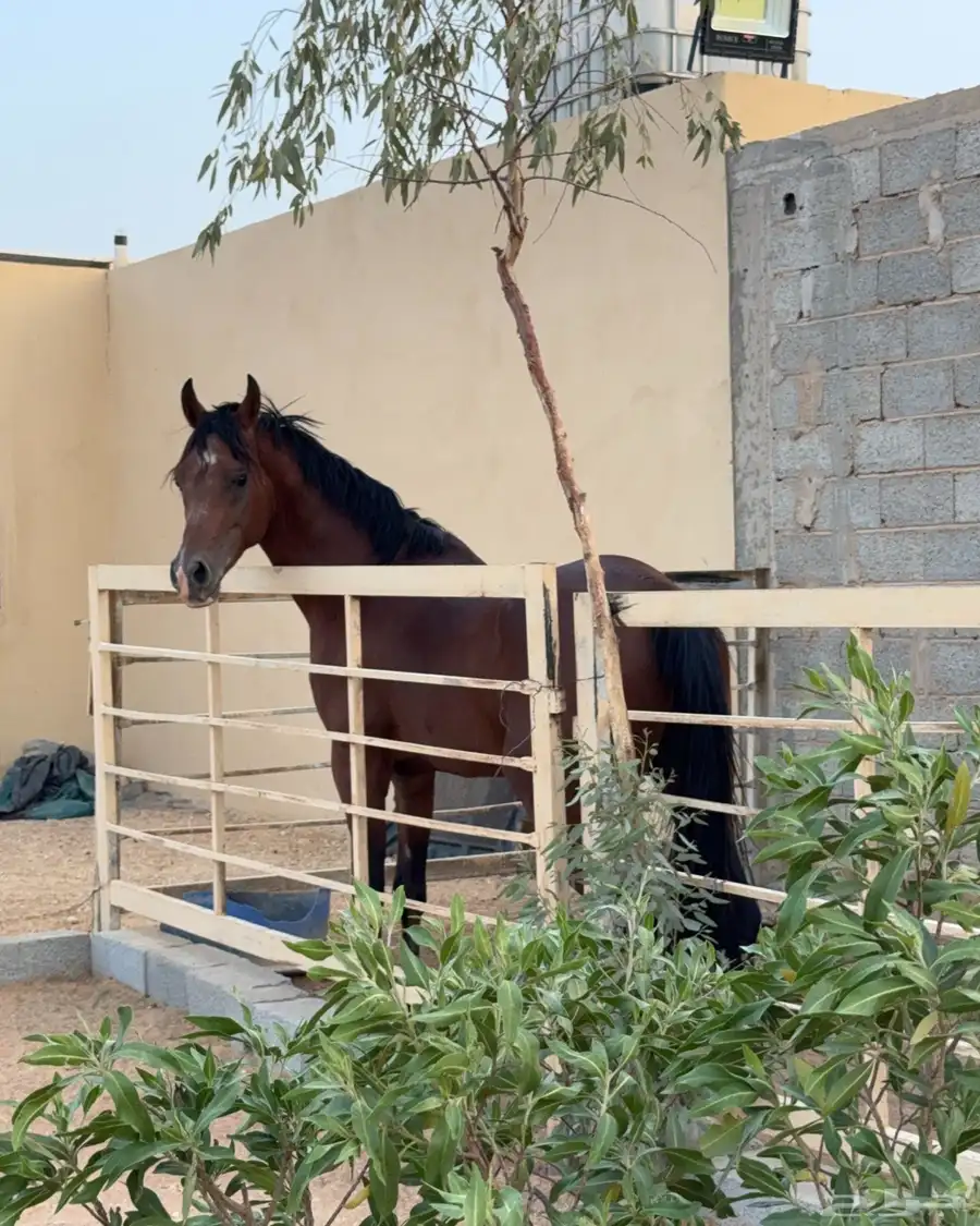 ايواء خيل شرق الرياض بسعر رمزي 0