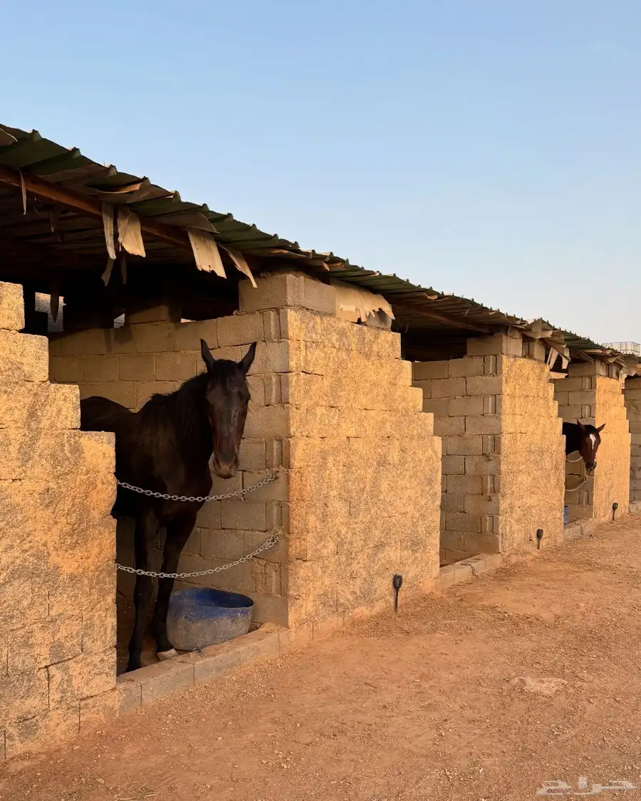 ايواء خيل شرق الرياض بسعر رمزي 4