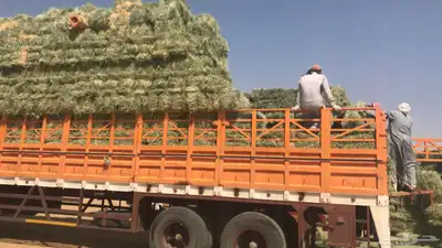 تيدر جوانب المطلق 1