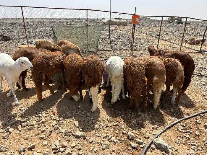 اضاحي للبيع يوجد حجز وذبح في نفس الموقع 10
