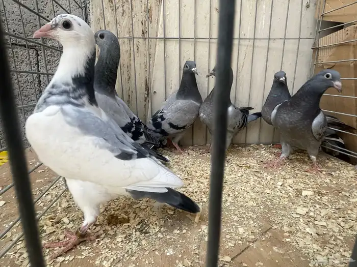 زاجل سباق 0