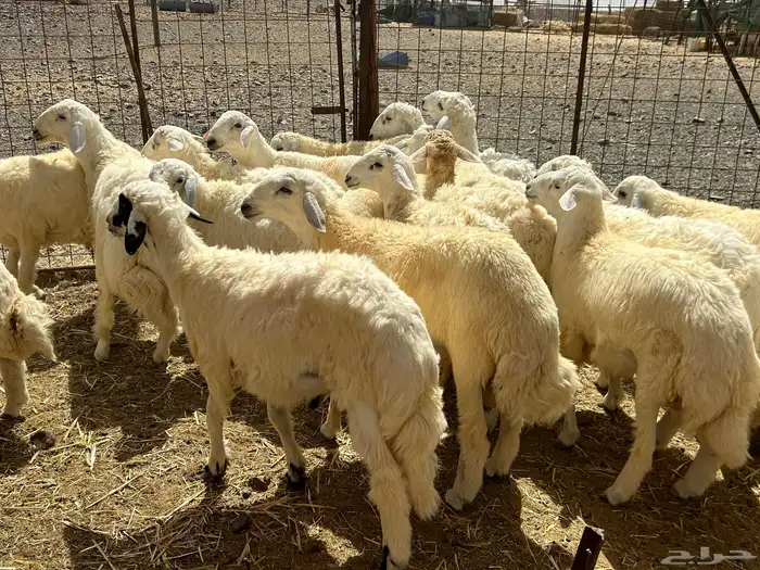 اضاحي للبيع يوجد حجز وذبح في نفس الموقع 0