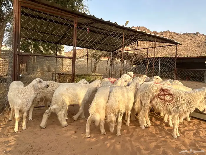 خرفان بلديه صفر نجران وتيوس بلديه دغس 59