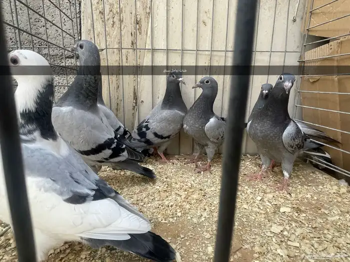 زاجل سباق 2