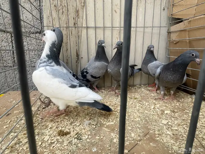 زاجل سباق 1