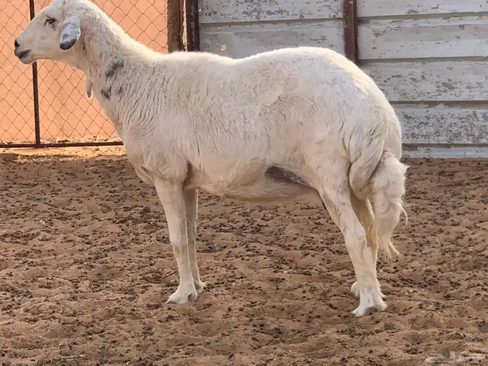 شاه حريه دافع 0