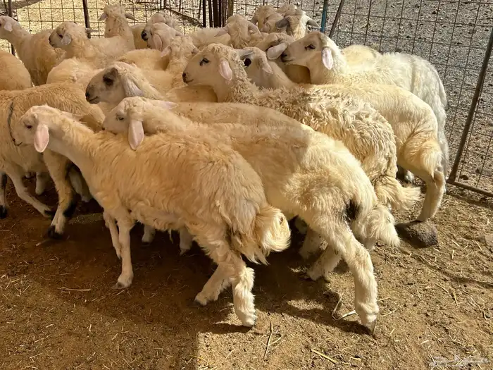 اضاحي للبيع يوجد حجز وذبح في نفس الموقع 5
