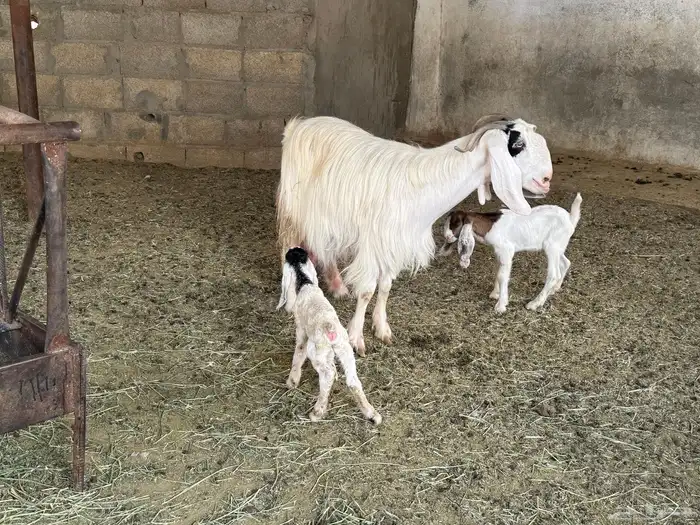 معزى وليد من 2800 معها 2 بالخرج ودفيع 2200 طيبة 0