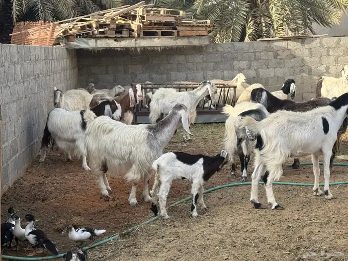 معزى وليد من 2800 معها 2 بالخرج ودفيع 2200 طيبة 8