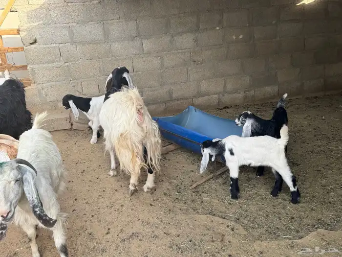 معزى وليد من 2800 معها 2 بالخرج ودفيع 2200 طيبة 2
